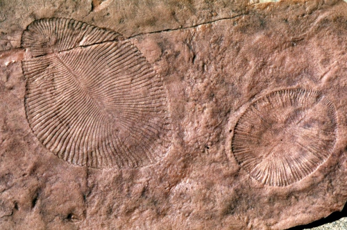 RTEmagicC_43433_fossile-ediacarien-australie-sortie-eau_GRetallack_txdam33995_9dd4e4.jpg