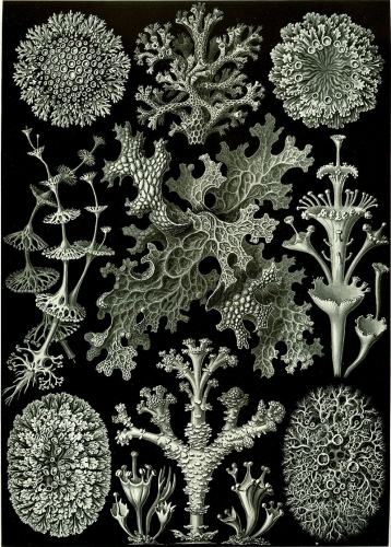 800px-Haeckel_LichenesErnst Haeckel.jpg